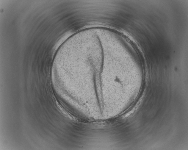 X0000067901137200605111910