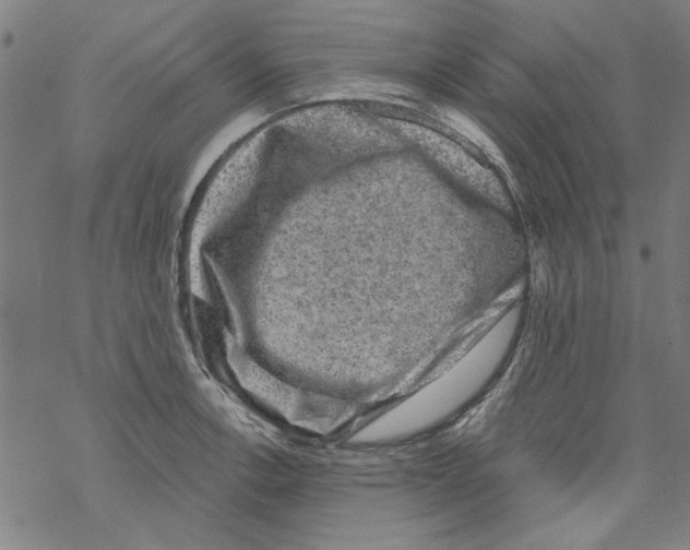 X0000067901138200605111910