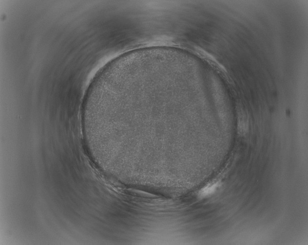 X0000067901174200605111909