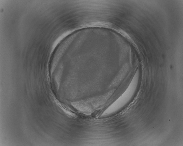 X0000067901230200605111909