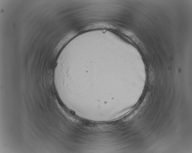 X0000067901233200605111909