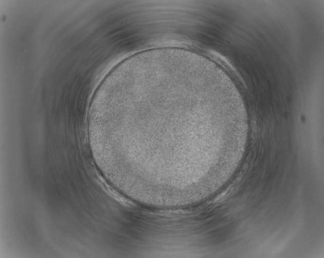 X0000067901236200605111909