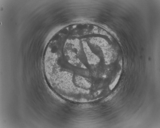 X0000067901239200605111909