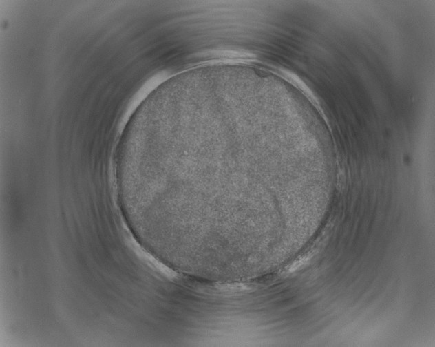 X0000067901243200605111909