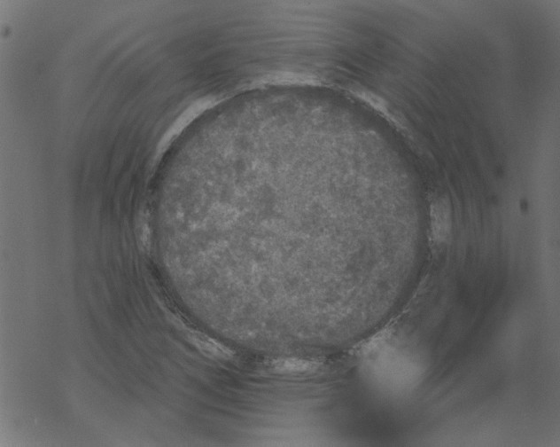 X0000067901266200605111908