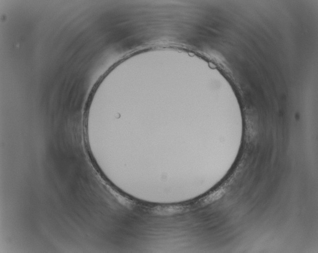 X0000067901286200605111908