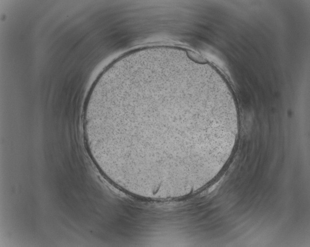 X0000067901288200605111907