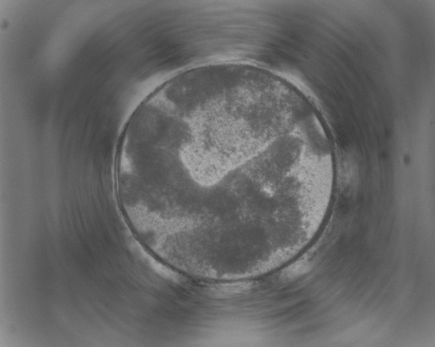 X0000067901294200605111907