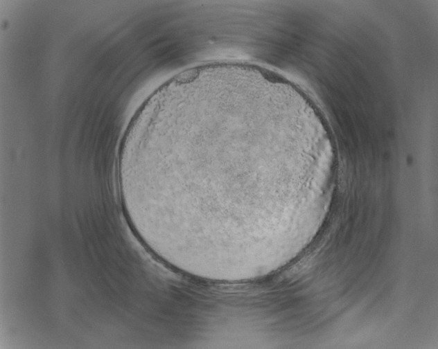 X0000067901295200605111907