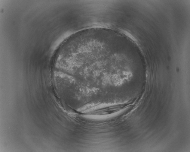 X0000067901310200605111907