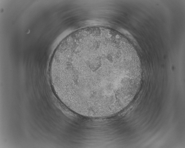 X0000067901427200605111905