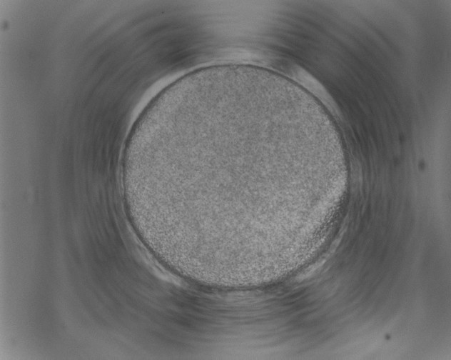 X0000067901436200605111906