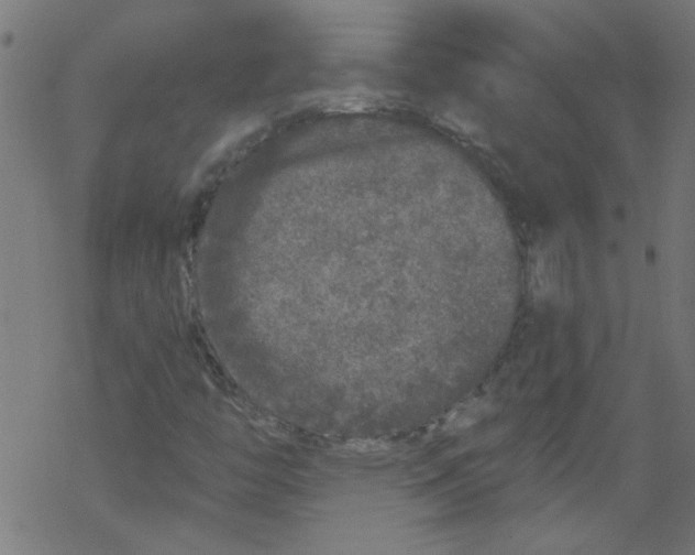 X0000067901446200605111905