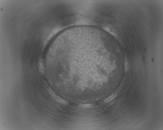 X0000067901454200605111905