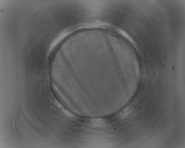 X0000067901456200605111905