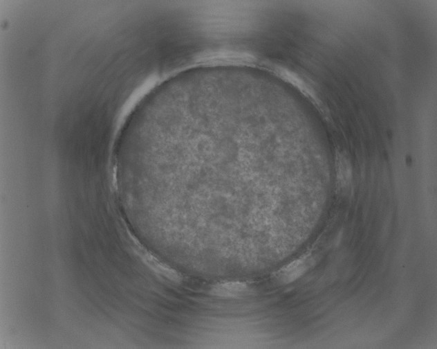 X0000067901462200605111905