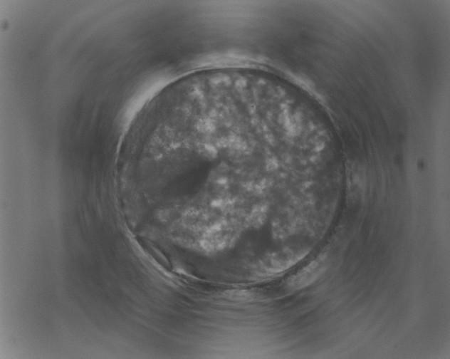 X0000067901463200605111905