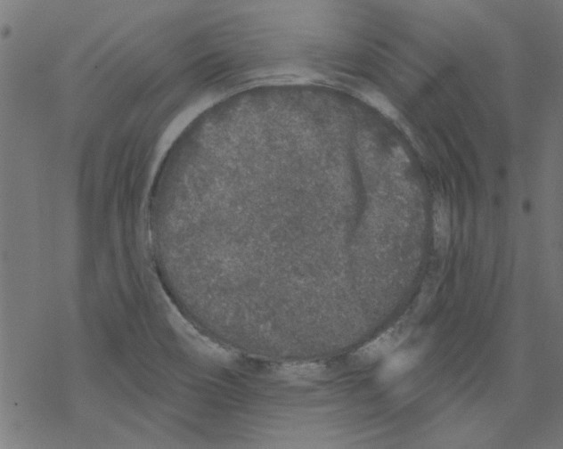 X0000067901466200605111905