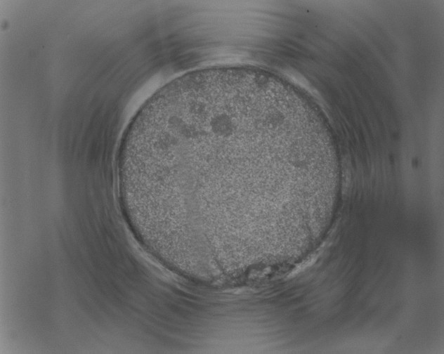 X0000067901467200605111905