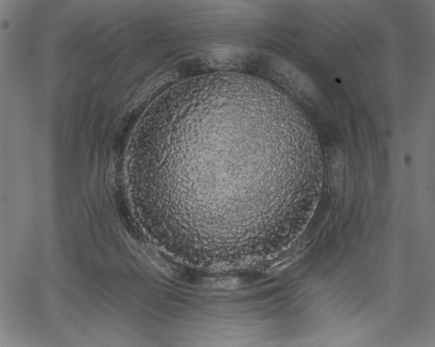 X0000067910266200604131351