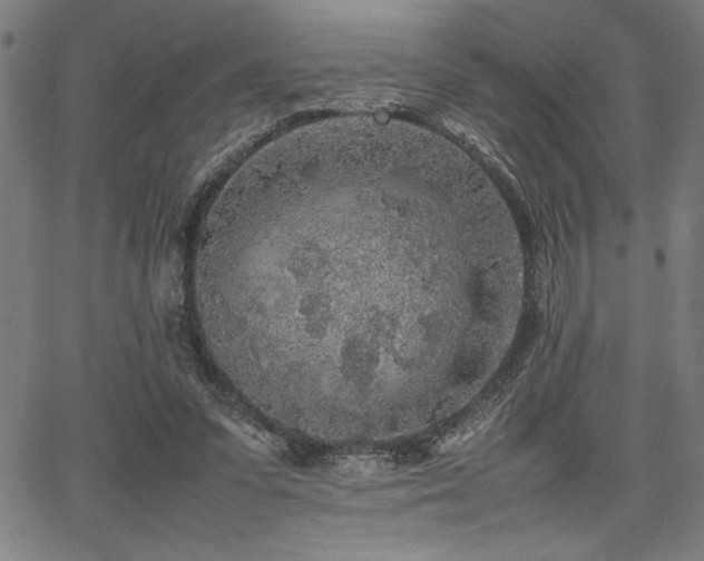 X0000067910303200604131350