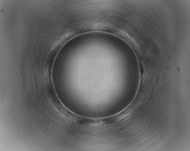 X0000067910306200604131350