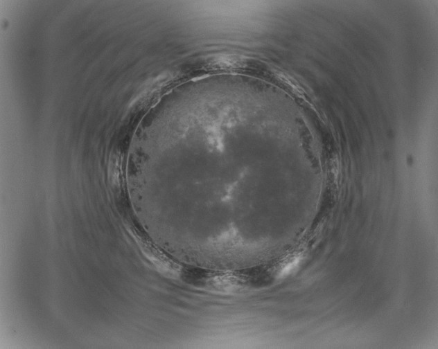 X0000067910423200604131348