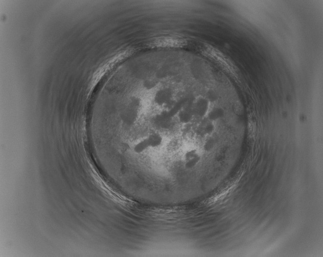 X0000067910725200604131342