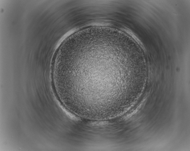 X0000067910853200604131341