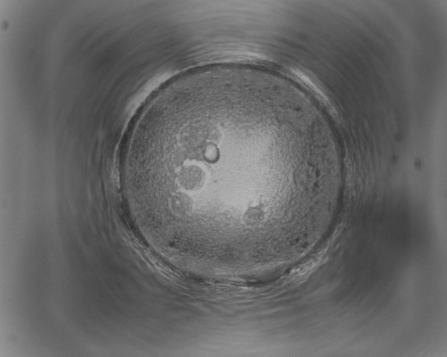 X0000067910883200604131341