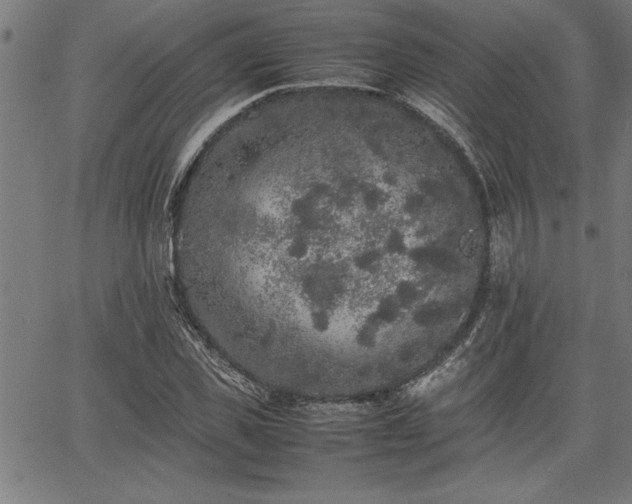 X0000067910925200604131339