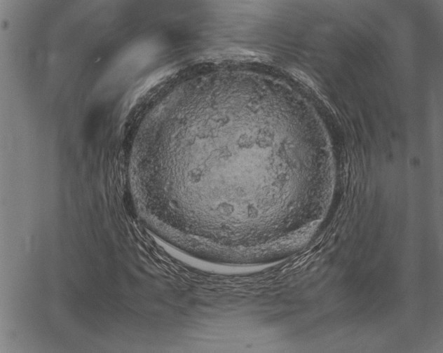 X0000067911063200604131338