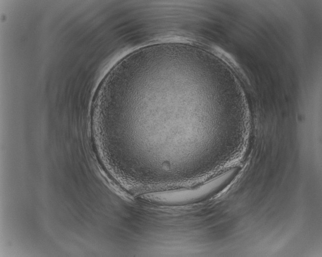 X0000067911236200604131335