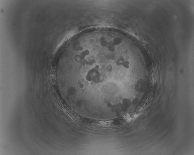 X0000067911255200604131334