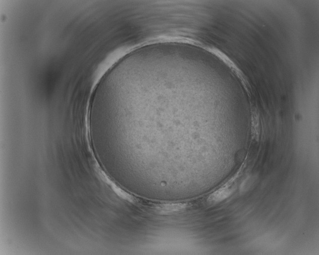 X0000067911294200604131334