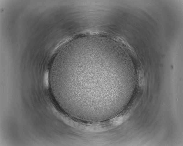 X0000067910024200604171350