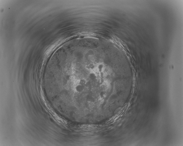 X0000067910145200604171347