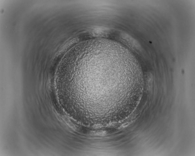 X0000067910266200604171346