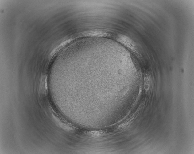 X0000067910302200604171345