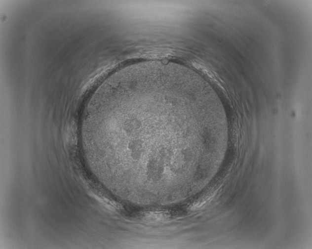 X0000067910303200604171345