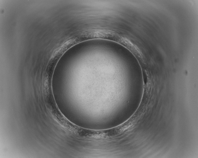 X0000067910306200604171345