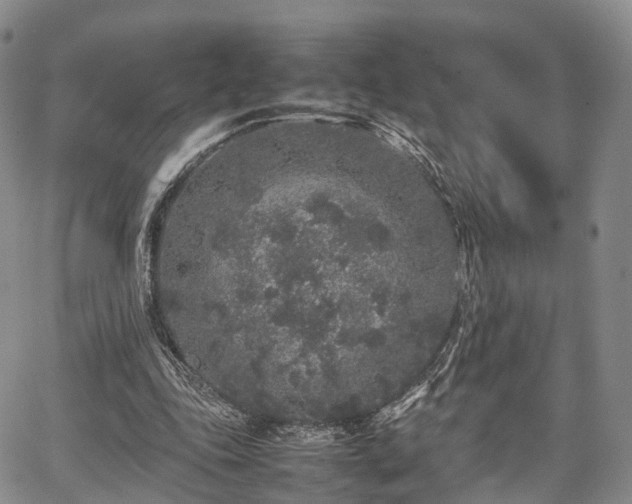 X0000067910343200604171344