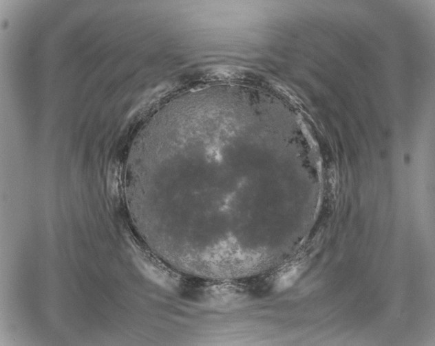 X0000067910423200604171343