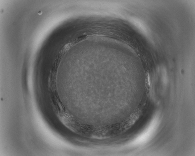 X0000067910431200604171343