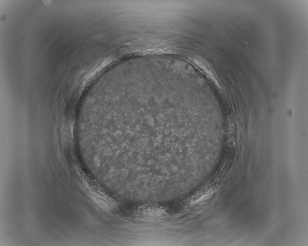 X0000067910491200604171342