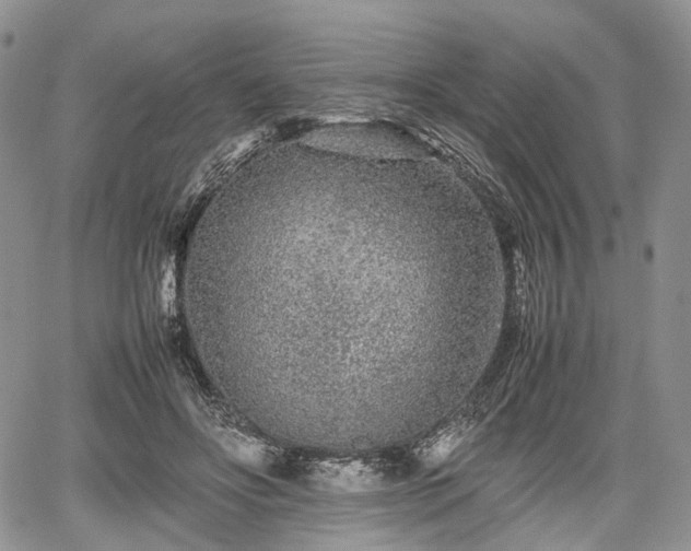 X0000067910502200604171342