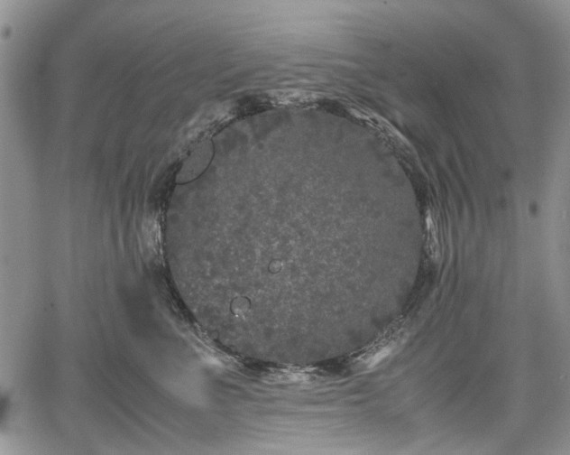 X0000067910523200604171342