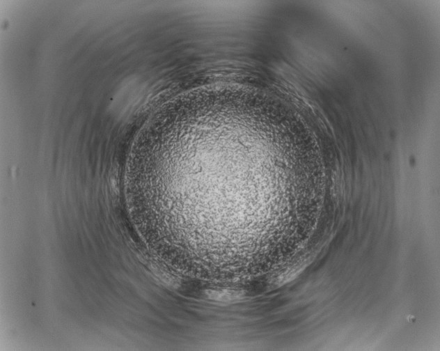 X0000067910561200604171341