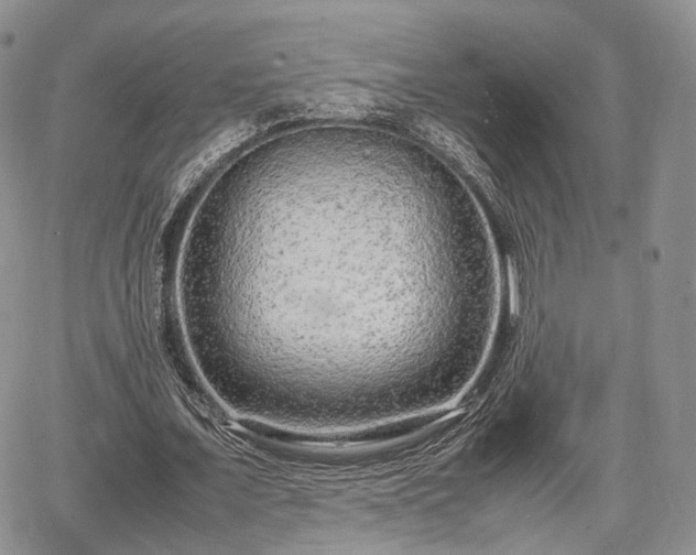 X0000067910675200604171339