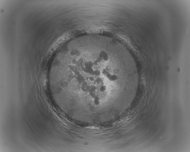 X0000067910687200604171339